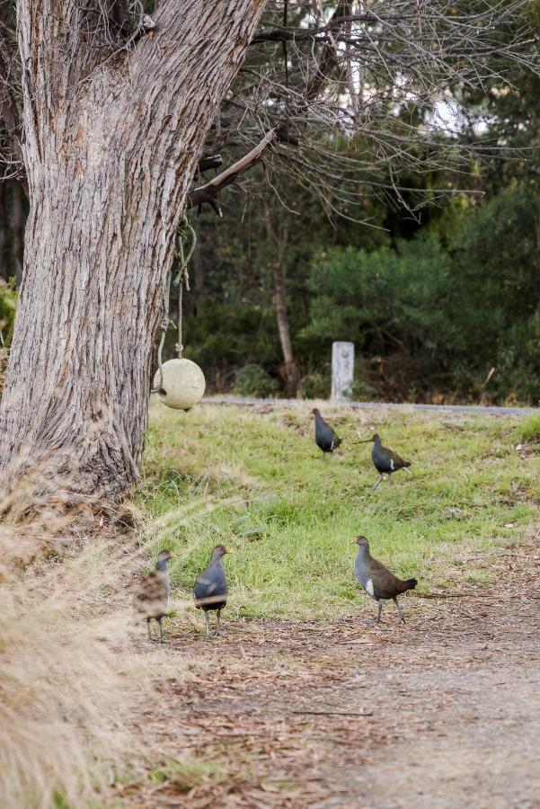 Lawrence Creek Cottage Bruny Island Simpsons Bay Extérieur photo